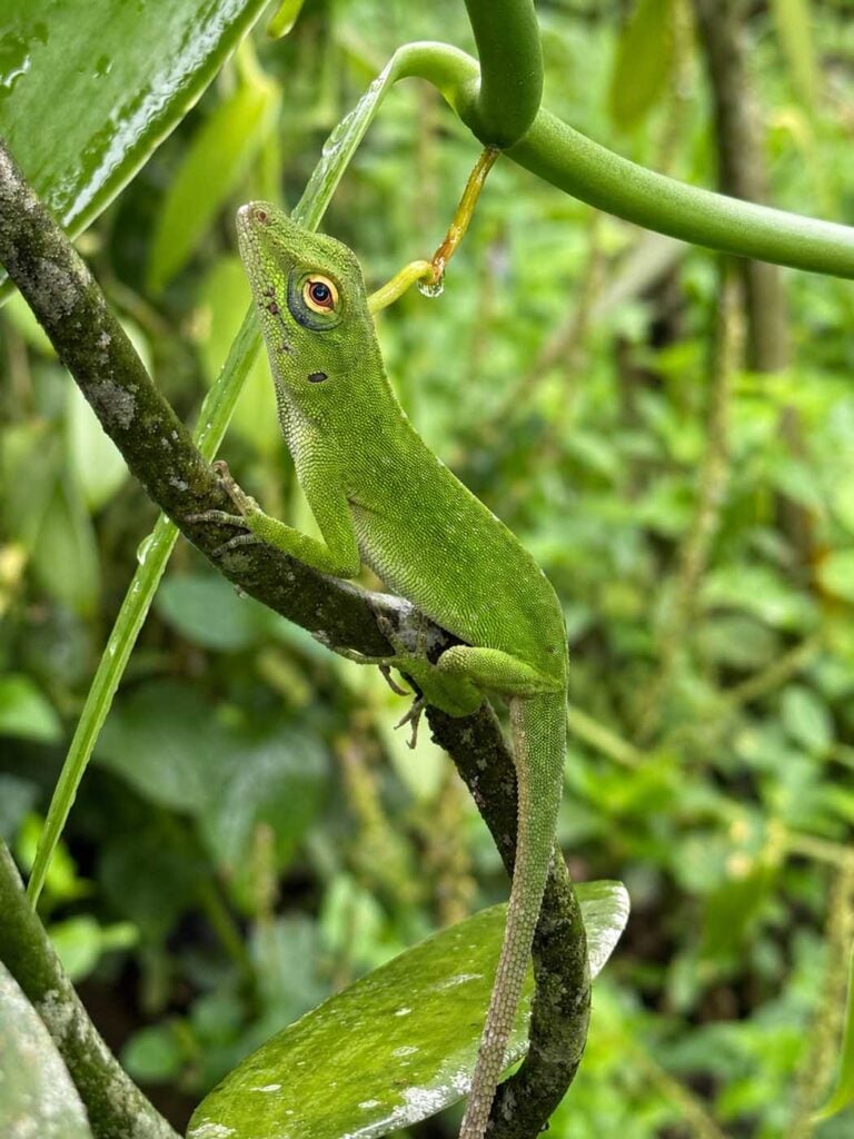 Costa Rica Volunteering Gage Denney May 2026 Save The Frogs 47
