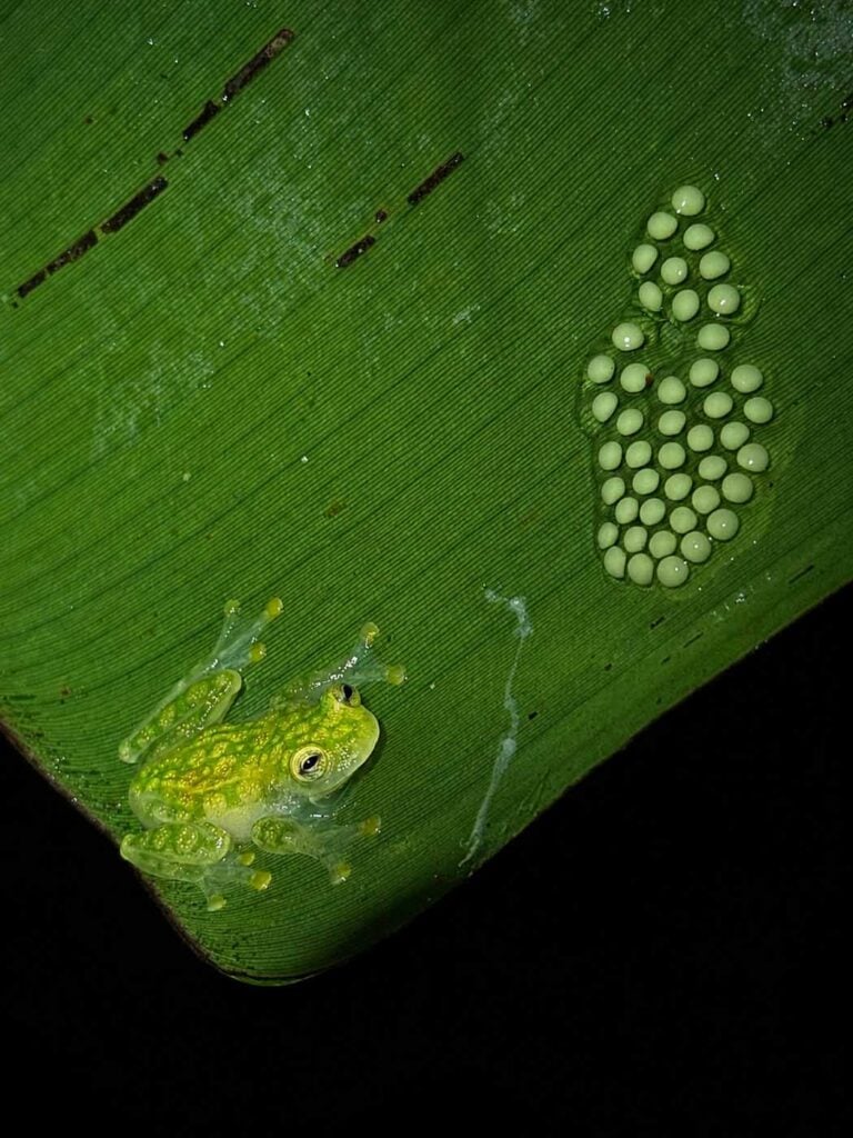 Costa Rica Volunteering Gage Denney May 2026 Save The Frogs 48