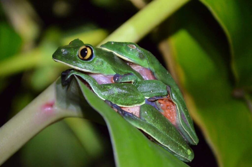 Costa Rica Volunteering Gage Denney May 2026 Save The Frogs 55
