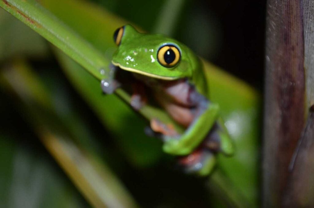 Costa Rica Volunteering Gage Denney May 2026 Save The Frogs 56