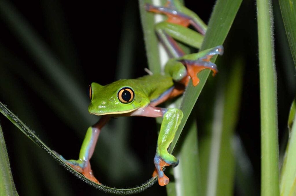 Costa Rica Volunteering Gage Denney May 2026 Save The Frogs 57