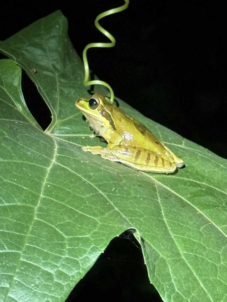 Costa Rica Volunteering Gage Denney May 2026 Save The Frogs 58