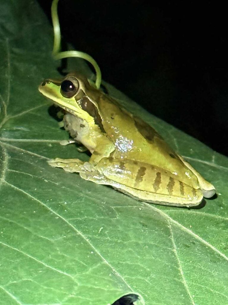 Costa Rica Volunteering Gage Denney May 2026 Save The Frogs 59