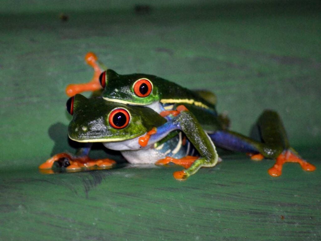 Costa Rica Volunteering Gage Denney May 2026 Save The Frogs 61