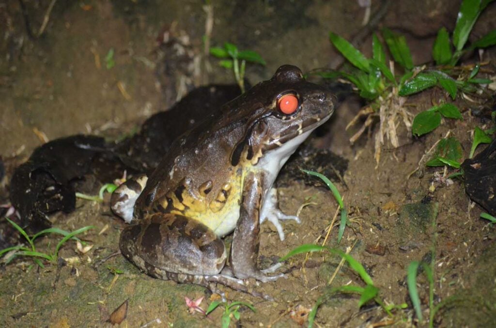 Costa Rica Volunteering Gage Denney May 2026 Save The Frogs 64