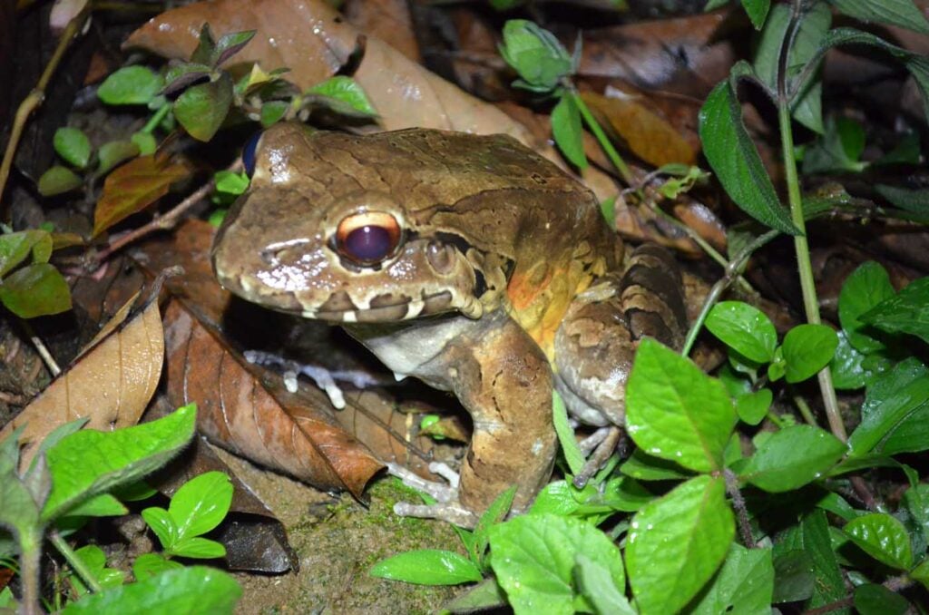 Costa Rica Volunteering Gage Denney May 2026 Save The Frogs 65