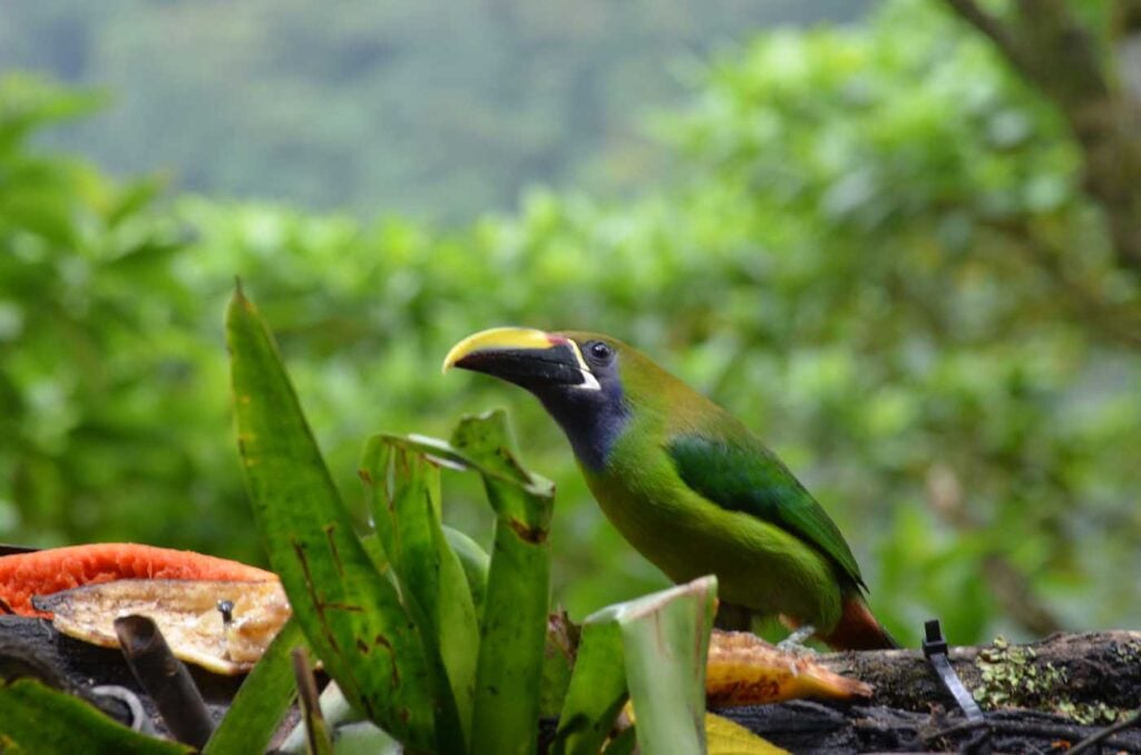 Costa Rica Volunteering Gage Denney May 2026 Save The Frogs 67