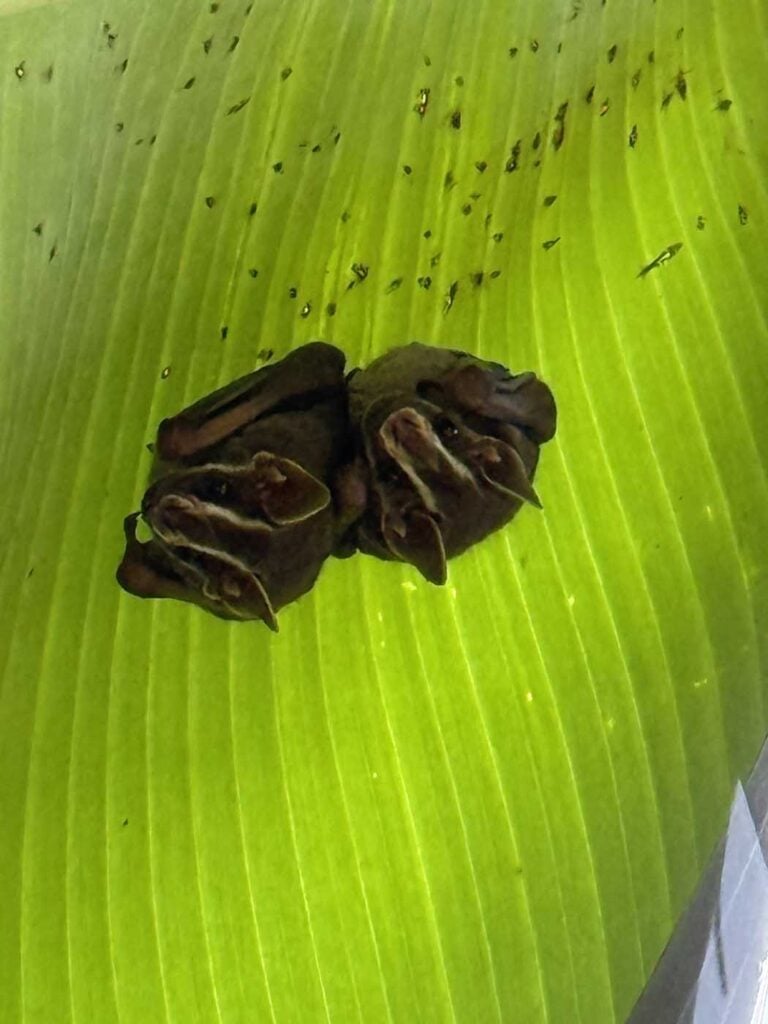 Costa Rica Volunteering Gage Denney May 2026 Save The Frogs 68