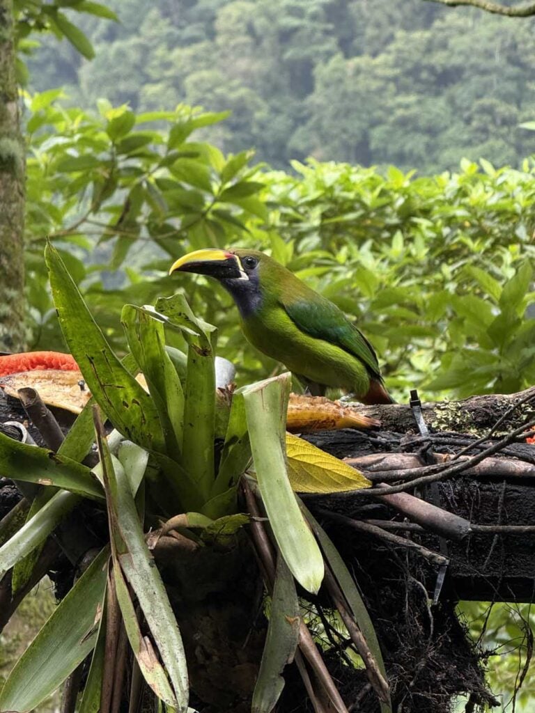 Costa Rica Volunteering Gage Denney May 2026 Save The Frogs 69