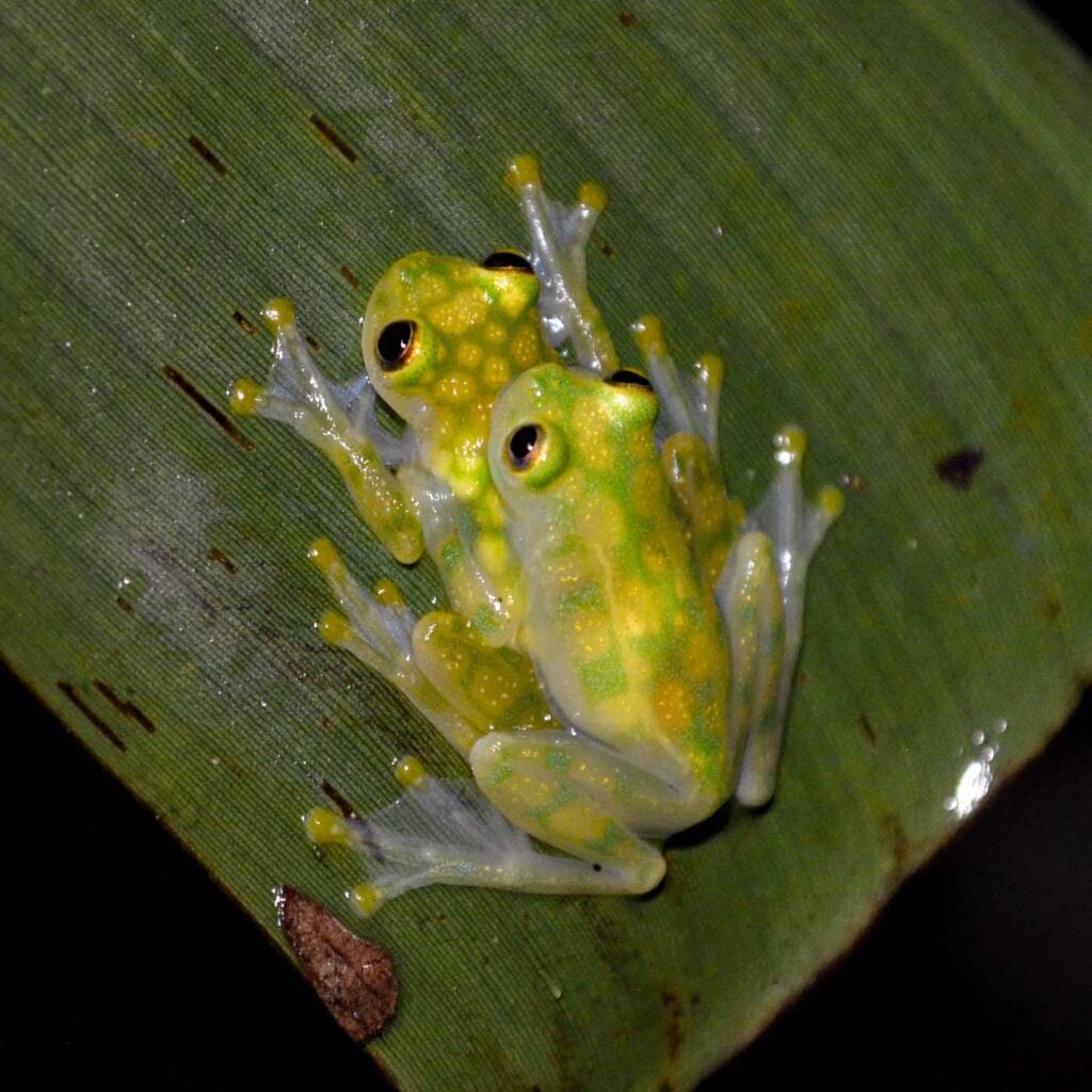 Costa Rica Volunteering Gage Denney May 2026 Save The Frogs 70