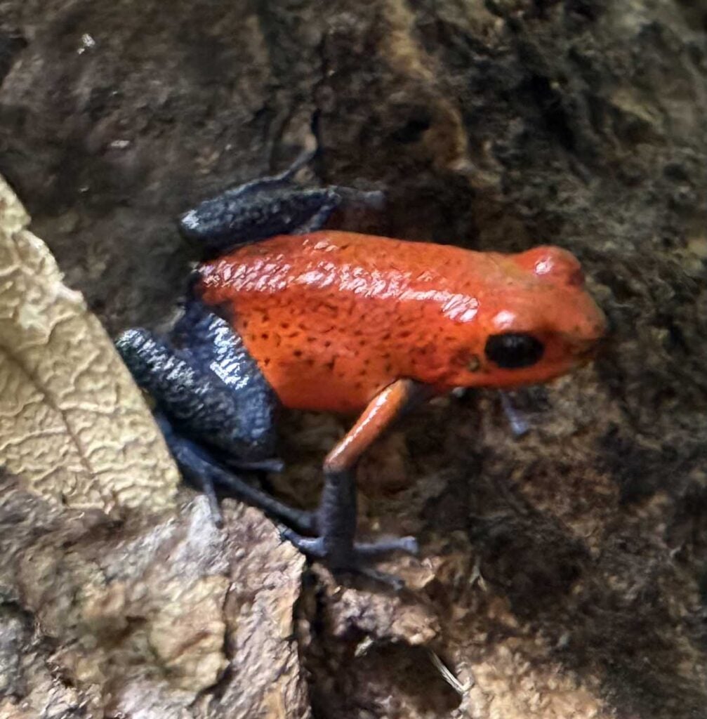 Costa Rica Volunteering Gage Denney May 2026 Save The Frogs 71