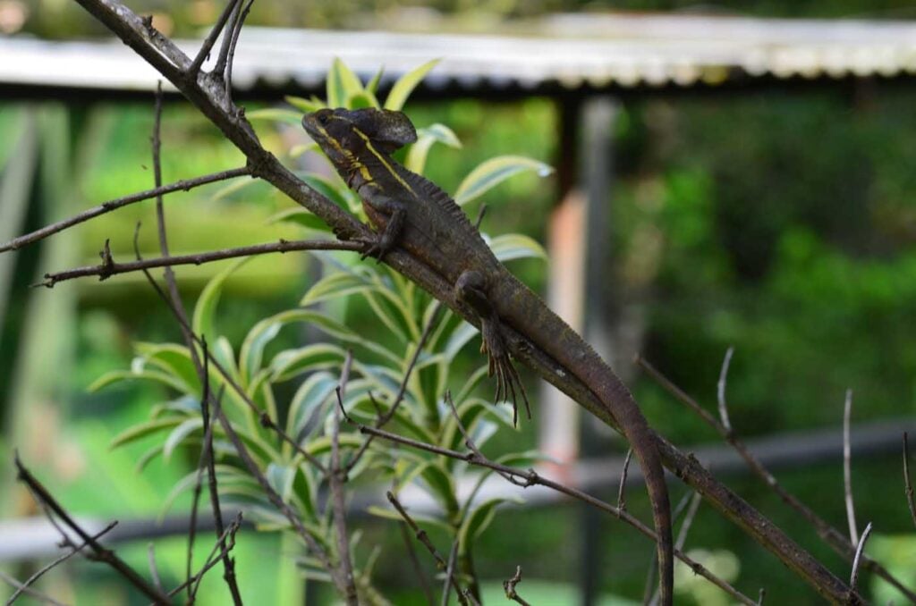 Costa Rica Volunteering Gage Denney May 2026 Save The Frogs 75
