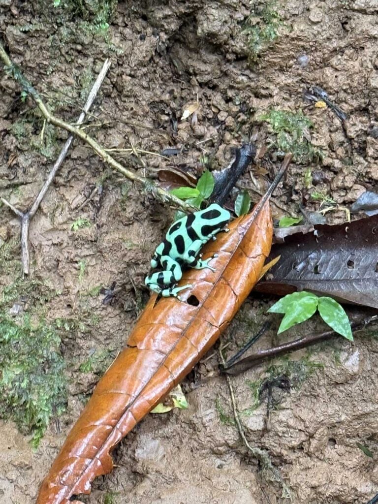 Costa Rica Volunteering Gage Denney May 2026 Save The Frogs 77