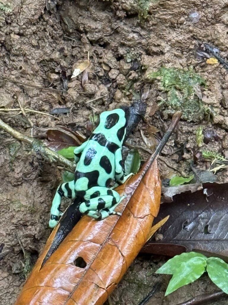 Costa Rica Volunteering Gage Denney May 2026 Save The Frogs 78