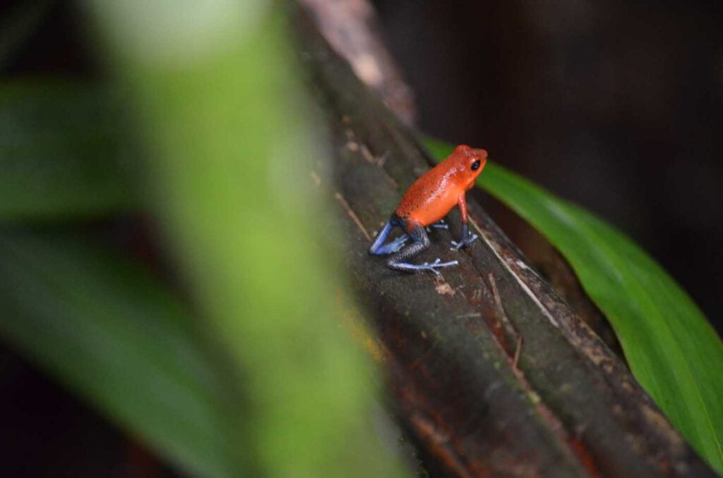 Costa Rica Volunteering Gage Denney May 2026 Save The Frogs 80