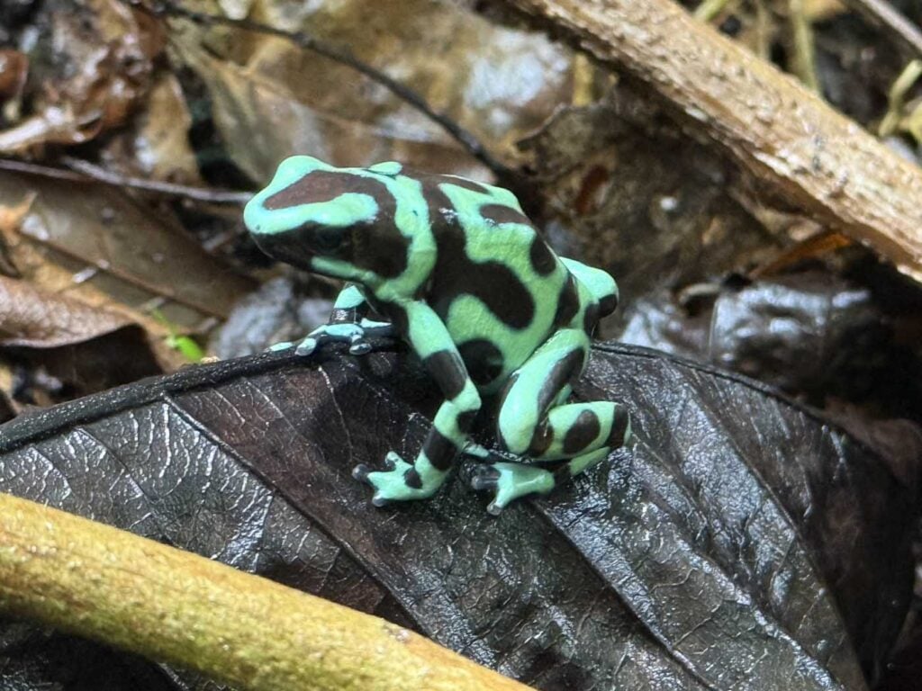 Costa Rica Volunteering Gage Denney May 2026 Save The Frogs 81