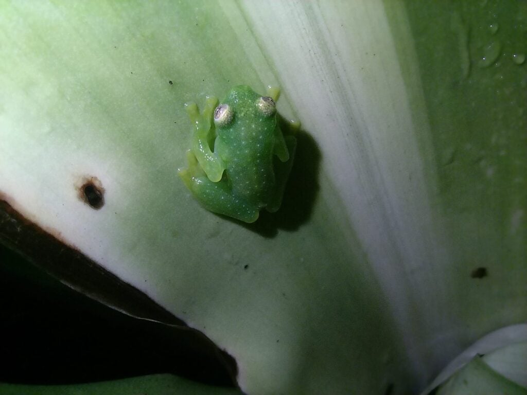Costa Rica Volunteering Gage Denney May 2026 Save The Frogs 82
