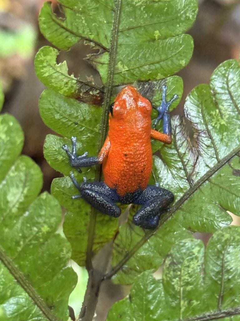 Costa Rica Volunteering Gage Denney May 2026 Save The Frogs 83
