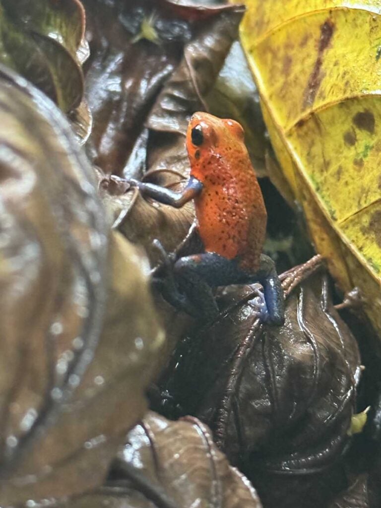 Costa Rica Volunteering Gage Denney May 2026 Save The Frogs 84