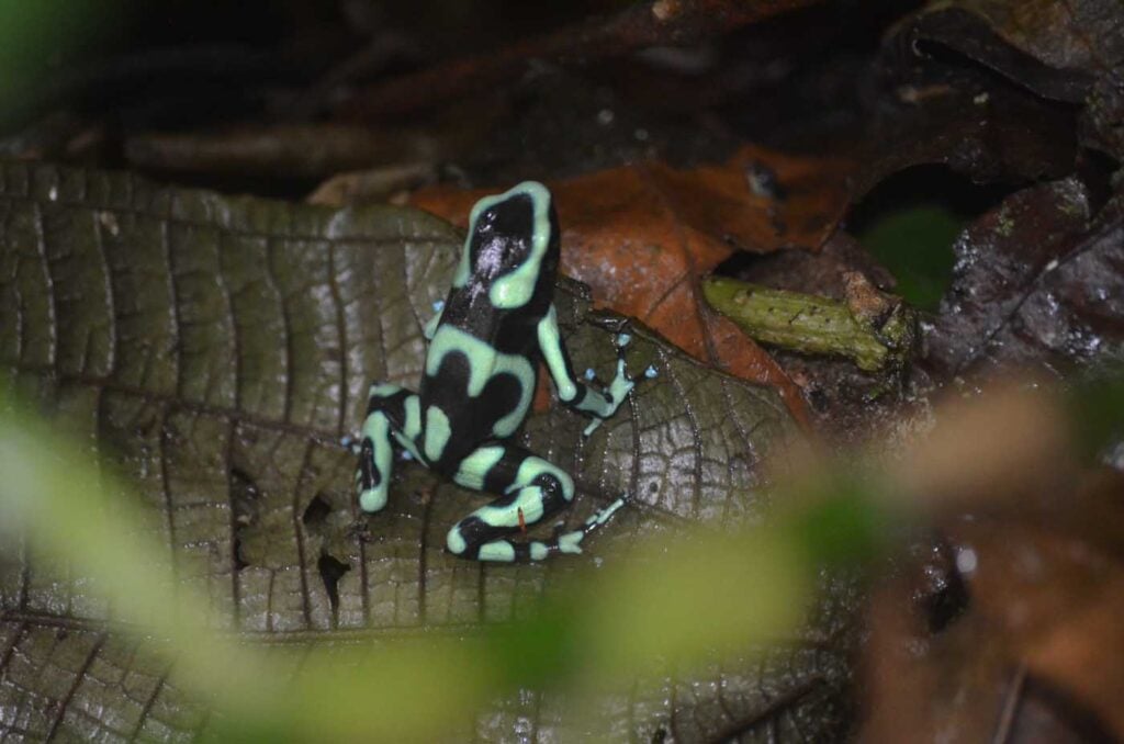 Costa Rica Volunteering Gage Denney May 2026 Save The Frogs 86