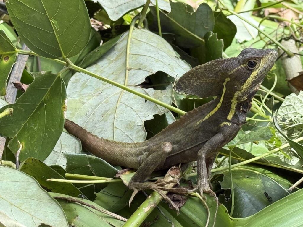 Costa Rica Volunteering Gage Denney May 2026 Save The Frogs 89