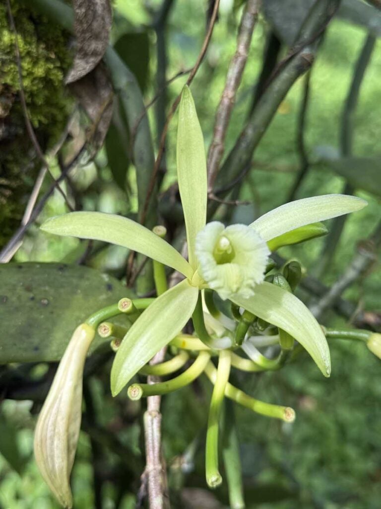 Costa Rica Volunteering Gage Denney May 2026 Save The Frogs 90