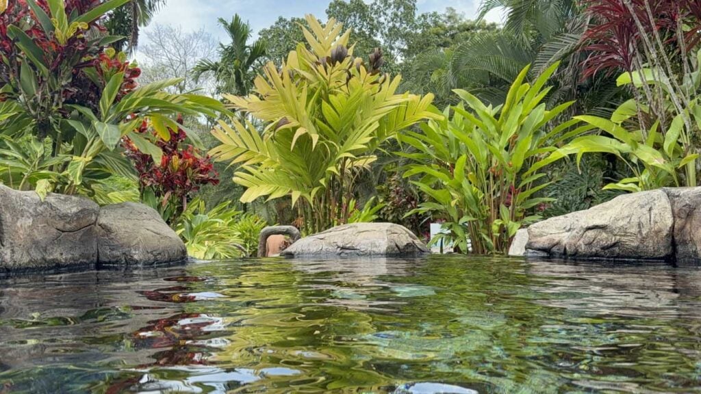 Costa Rica Volunteering Gage Denney May 2026 Save The Frogs 91