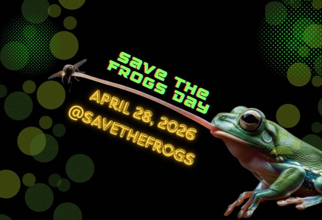 Dalia Ghazall Usa 2026 Save The Frogs Day Flyer Contest
