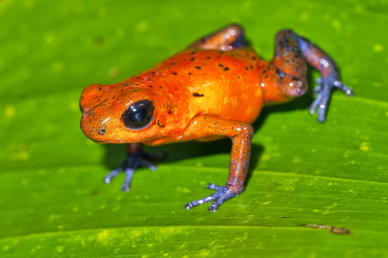 The 2014 SAVE THE FROGS! Belize Ecotour was a huge success!