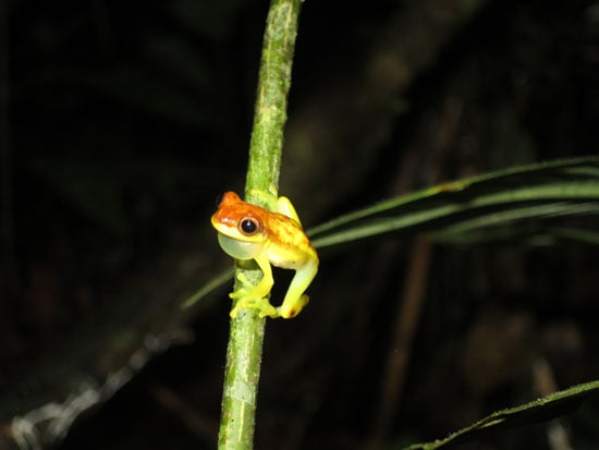 dendropsophus rhodopeplus