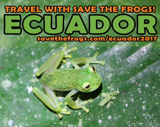 ecuador frogs