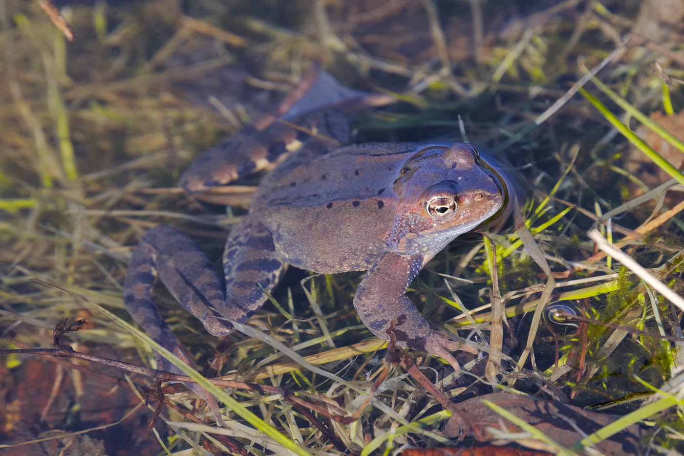 european-common-frog-rana-temporaria-envato