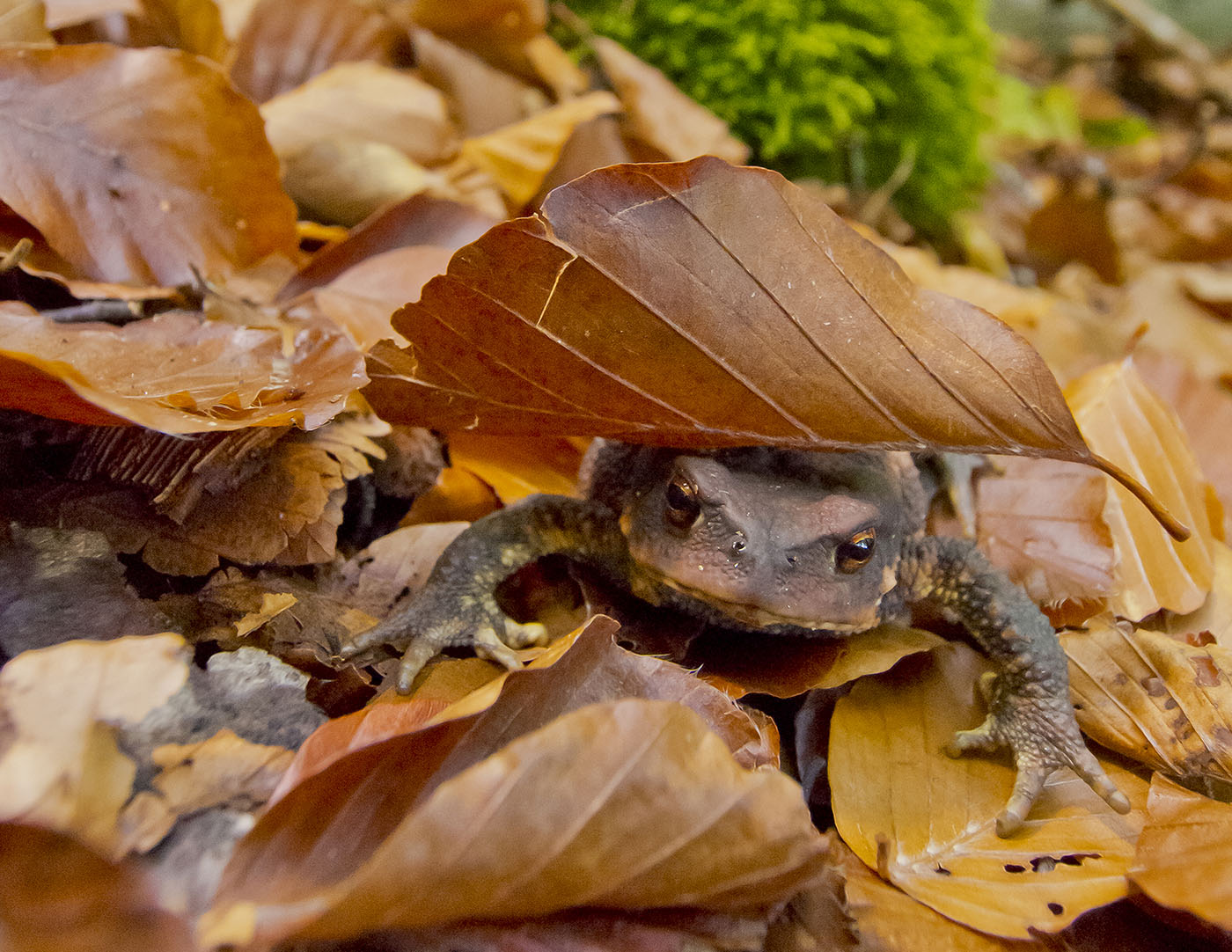european toad spain envato backyard habitat 1400