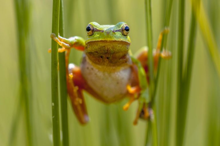 European tree frog frontal view Hyla arborea