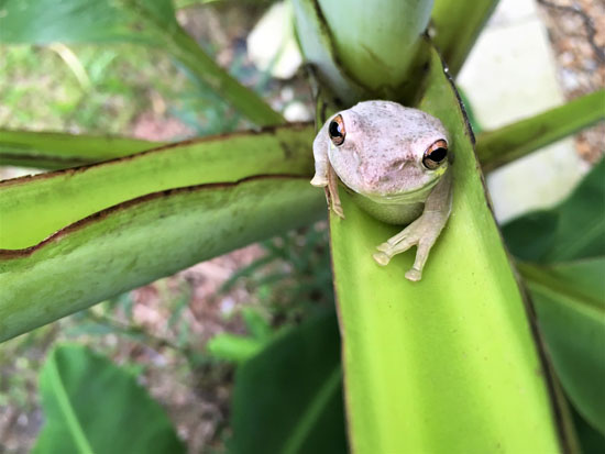 frog photo competition
