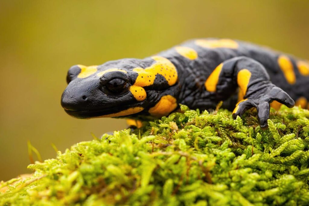 Fire Salamander (Salamandra salamandra)
