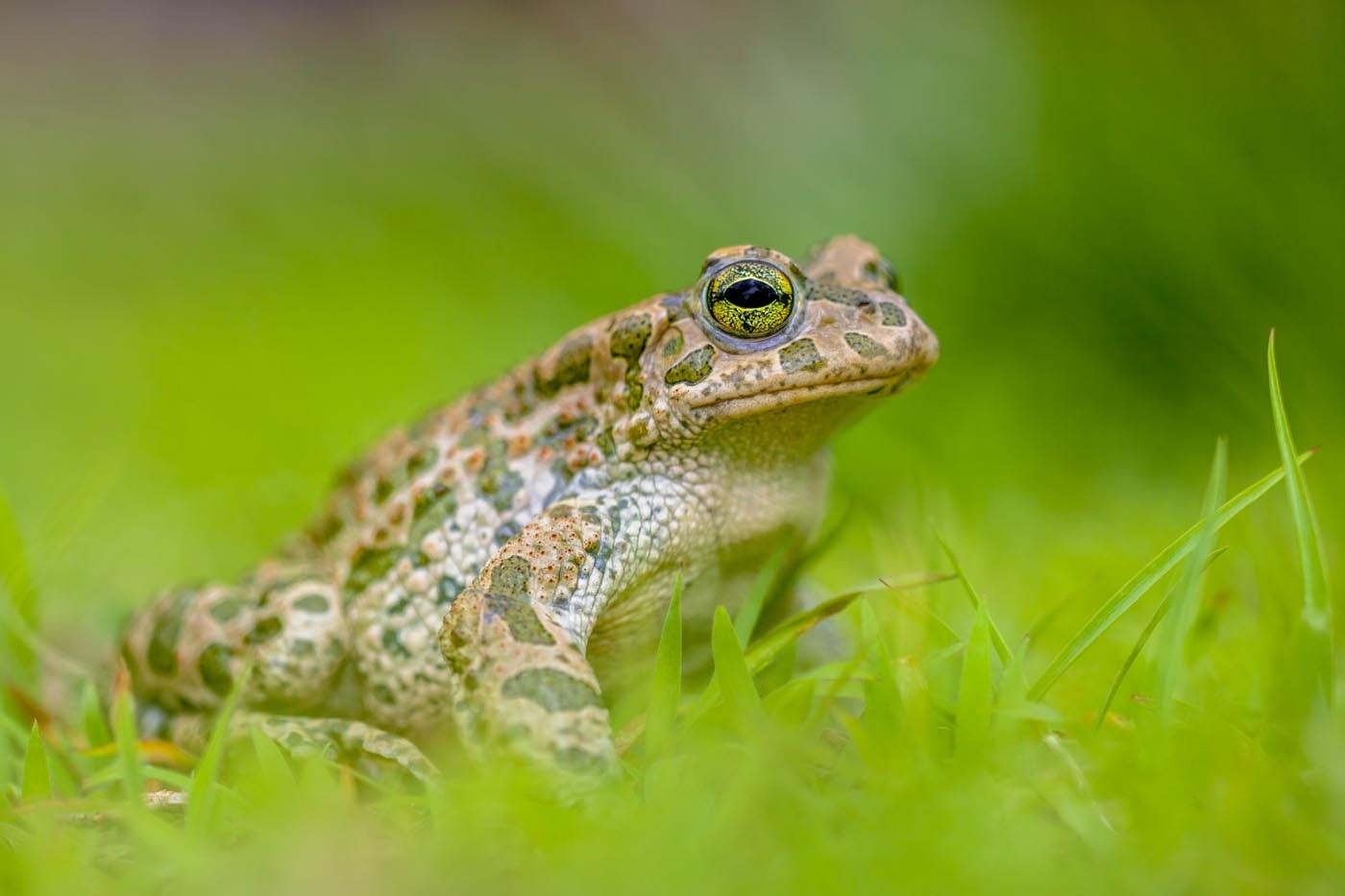 firm-green-toad-in-bright-green-grass