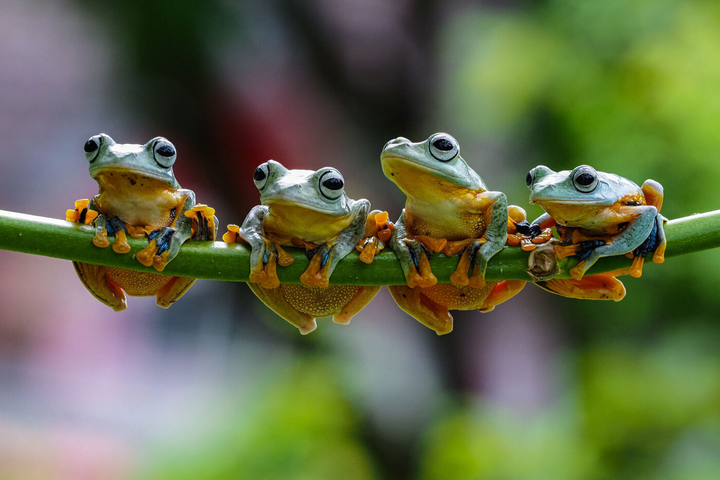 four little frogs envato