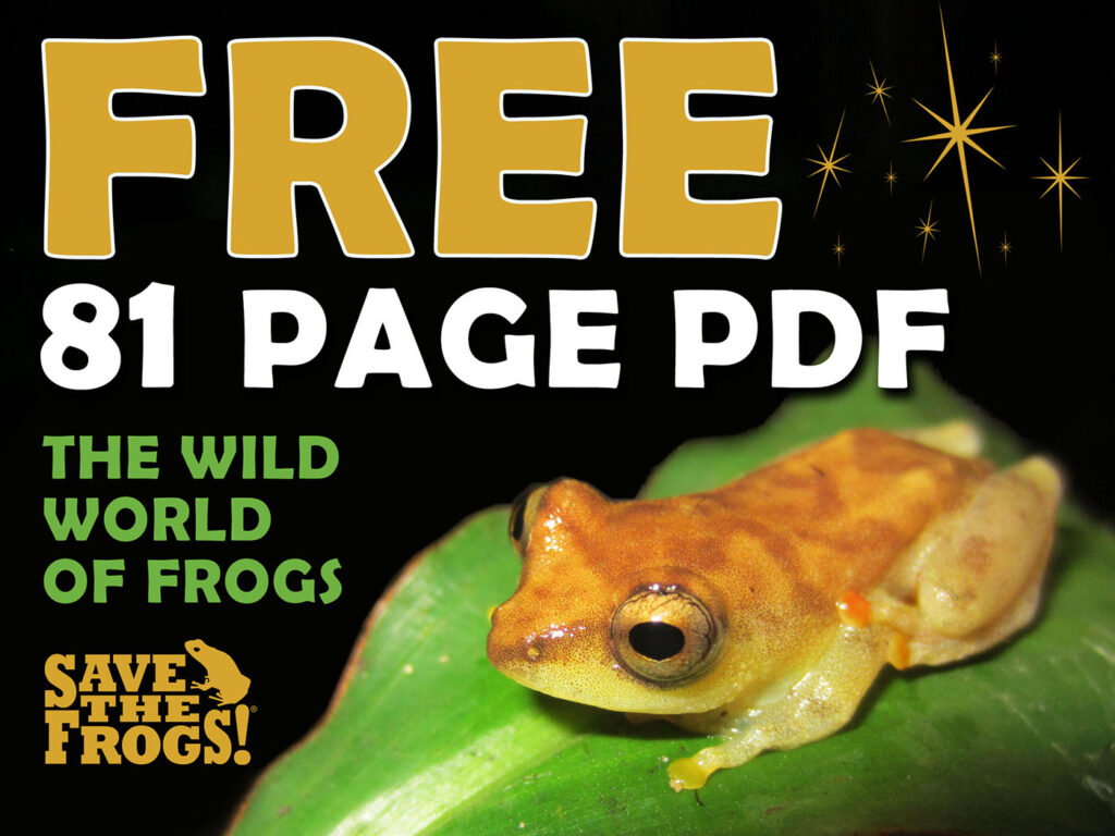 Free Frog PDF