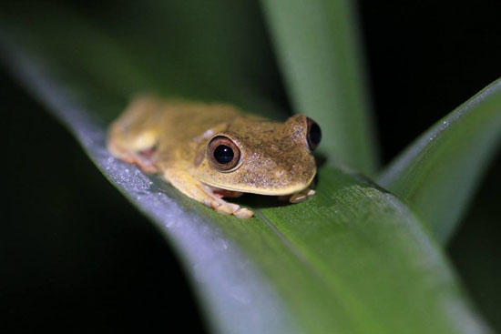 frog-1-katie-odonnell