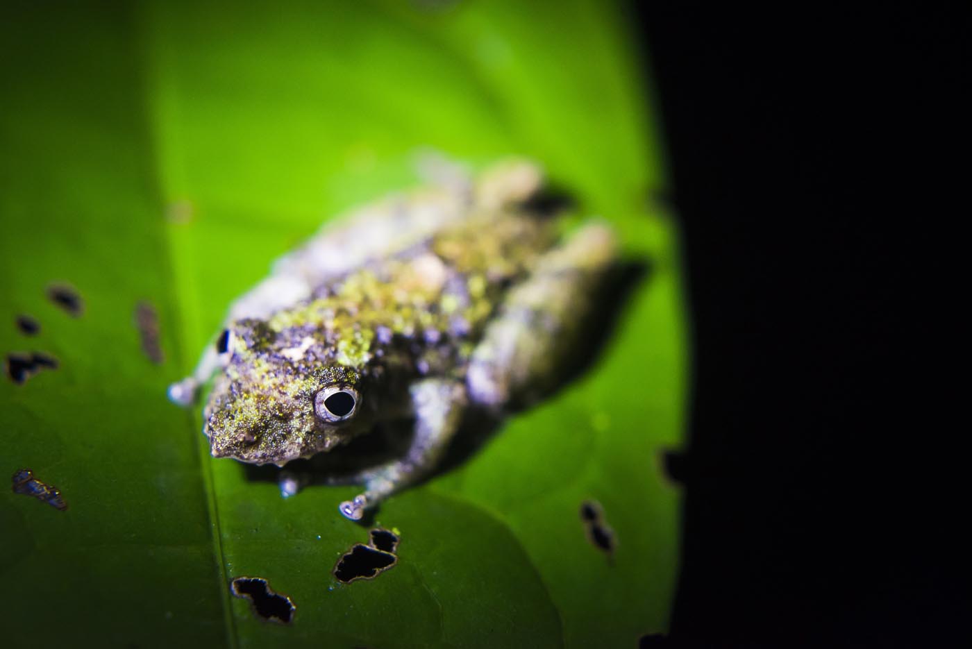 Frog at night in Puerto Maldonado Amazon Jungle area, Tambopata National Reserve, Peru, South America