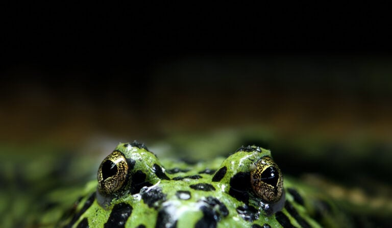 Frog Eyes Water Level Envato 1600