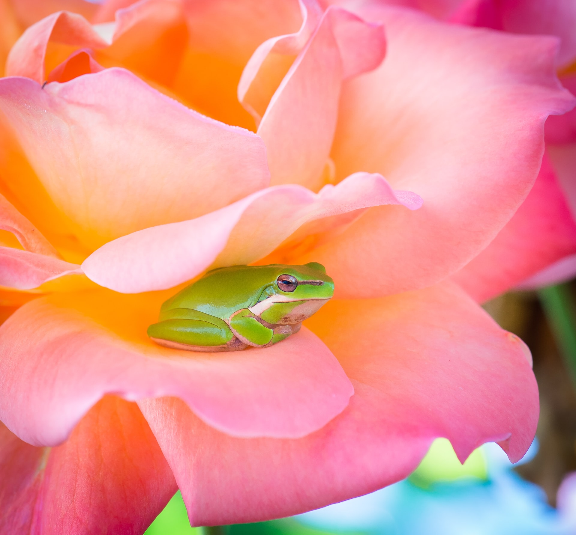 Frog Flower Legends Myths