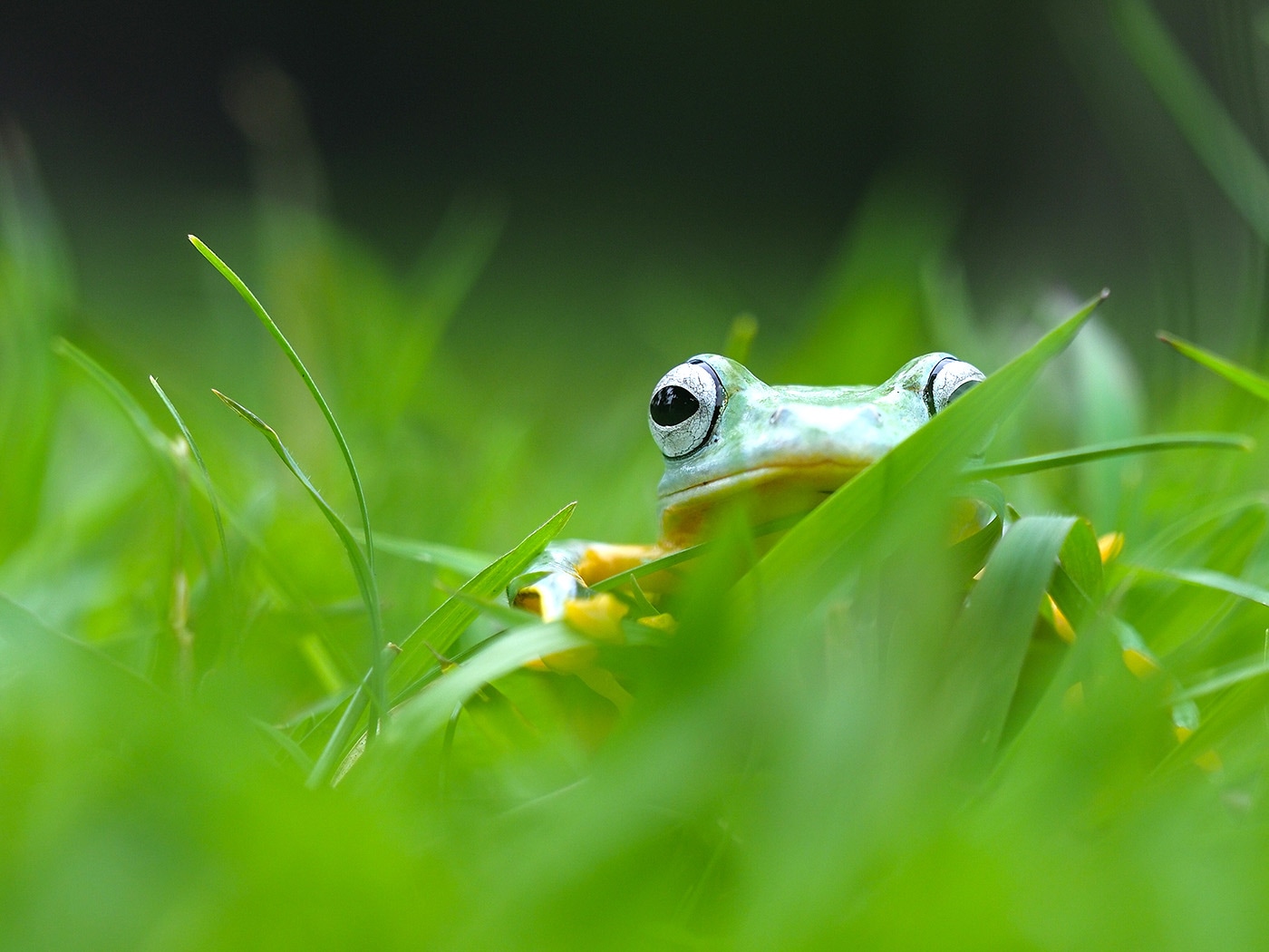frog-grass-backyard-habitat-wildlife