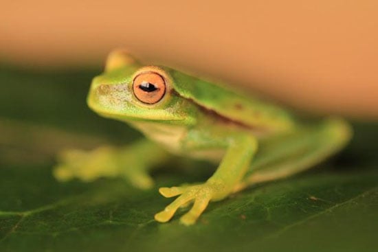 Foto del SAVE THE FROGS! Ecotour del Perù 