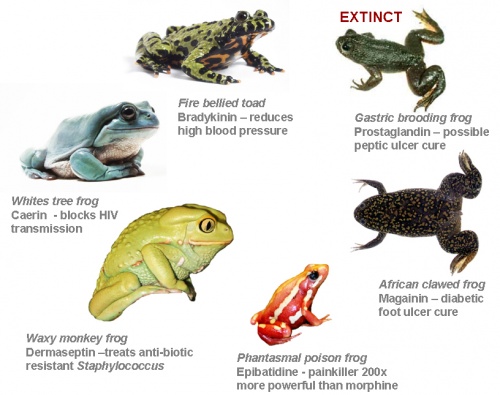frogs medicine