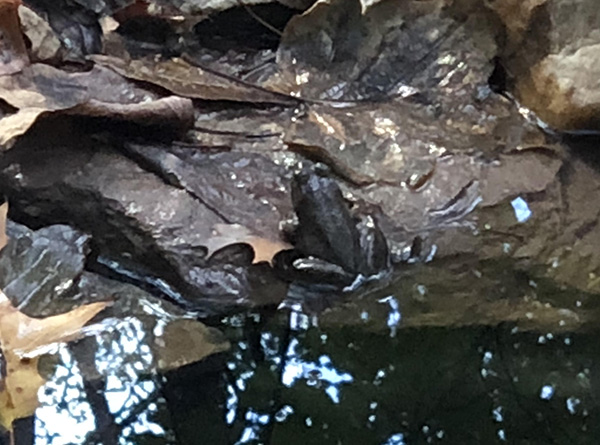 Frog Pond Virginia