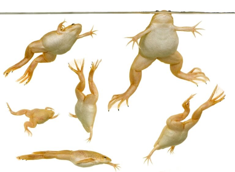 FROG-XENOPUS-LAEVIS-2024-09-26-ENVATO