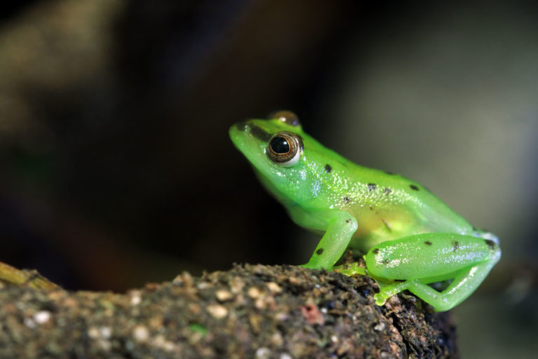 SAVE THE FROGS! Ecotours Code Of Conduct