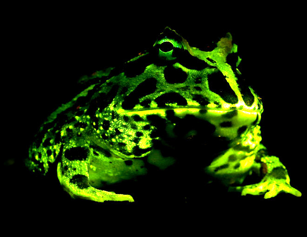 Biofluorescence In Amphibians